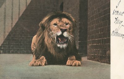 León en el zoológico, gruñendo de English School